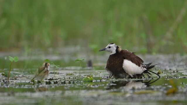 Pheasant tailed Jacana hiding chicks under her wings to Save them from Hunter