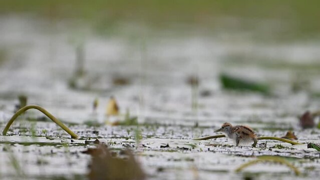 Chicks of Pheasant tailed Jacana Feeding in a rainy day on Floating Leaf