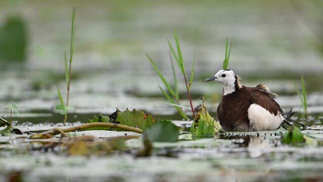 Pheasant tailed Jacana hiding chicks under her wings to Save them from Rain
