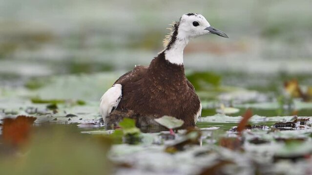 Pheasant tailed Jacana hiding chicks under her wings to Save them from Rain