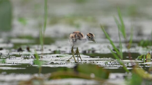 Chicks of Pheasant tailed Jacana Feeding in a rainy day on Floating Leaf