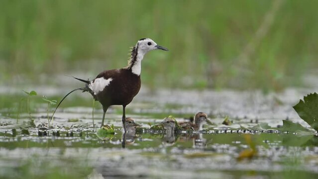 Pheasant tailed jacana and chick in rainy day in wetland area
