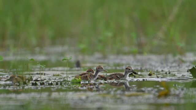 Pheasant tailed Jacana chicks coming out from Wings of Father
