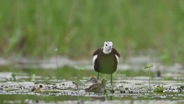 Pheasant tailed Jacana hiding chicks under her wings to Save them from Raptor