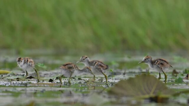 Chicks of Pheasant tailed Jacana Feeding in a rainy day on Floating Leaf
