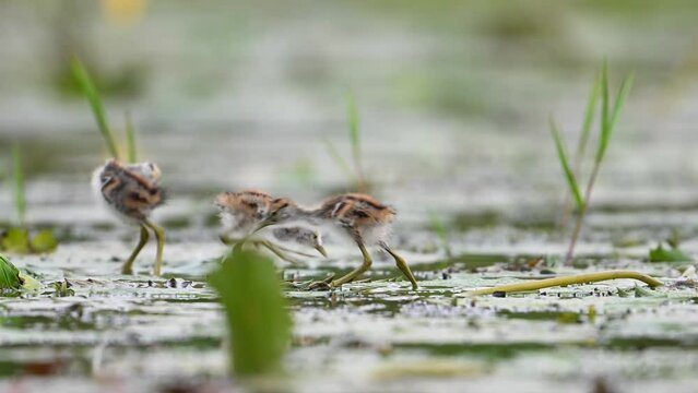Chicks of Pheasant tailed Jacana Feeding in a rainy day on Floating Leaf