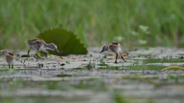 Chicks of Pheasant tailed Jacana Feeding in a rainy day on Floating Leaf