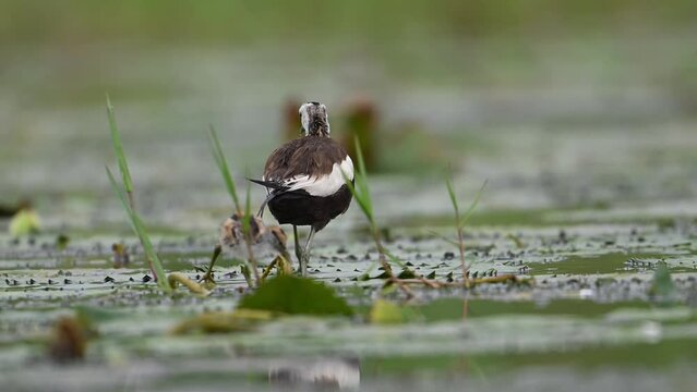Pheasant tailed jacana and chick in rainy day in wetland area