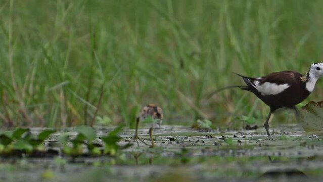 Pheasant tailed Jacana feeding with Chicks