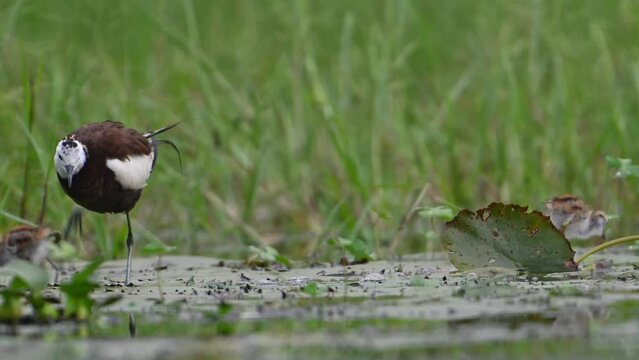 Chicks of Pheasant tailed Jacana Feeding in a rainy day on Floating Leaf