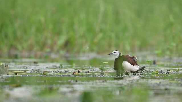 Pheasant tailed Jacana chicks coming out from Wings of Father