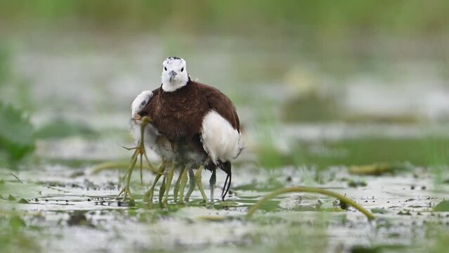 Pheasant tailed Jacana hiding chicks under her wings to Save them from Rain
