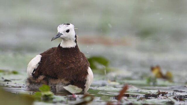 Pheasant tailed Jacana hiding chicks under her wings to Save them from Rain
