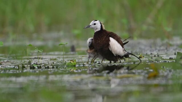 Pheasant tailed Jacana hiding chicks under her wings to Save them from Rain