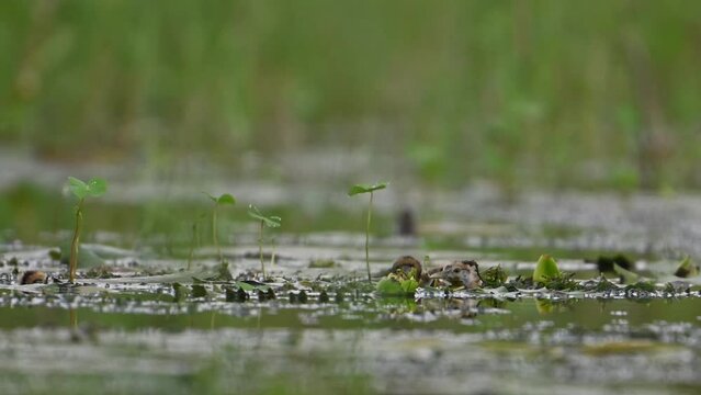 Chicks of Pheasant tailed Jacana hiding herself  in a rainy day under the leaf to save herself being hunted by Raptor
