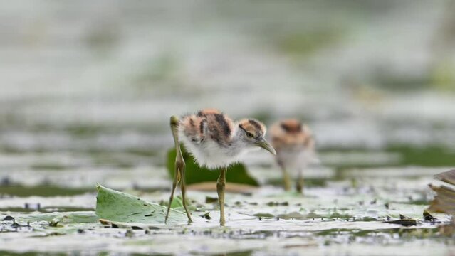 Chicks of Pheasant tailed Jacana Feeding in a rainy day on Floating Leaf