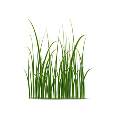Realistic green grass, isolated 3d vector detailed cluster of natural plant blades for landscaping or gardening services, or environmental designs