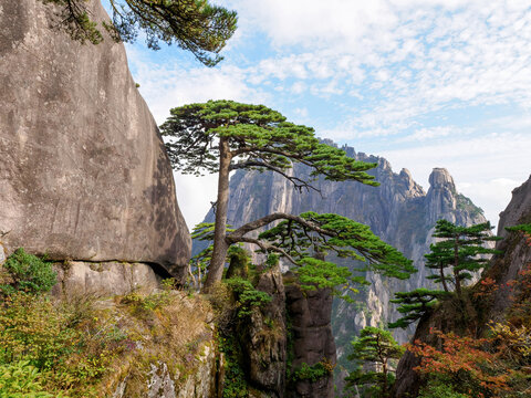 close-up of a guest-greeting pine at Huangshan Scenic Area in Anhui province, China