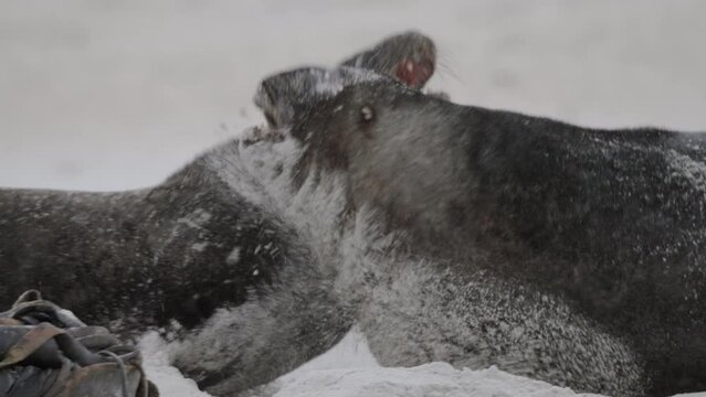 Portrait Of New Zealand Sea Lion Fighting On The Sand Dunes Of Sandfly Bay, Dunedin, New Zealand. Close Up