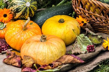 Autumn harvest of pumpkins and squash in a wicker basket