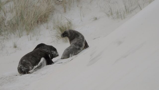 Playful New Zealand Sea Lion On The Sand Dunes At Sandfly Bay Near Dunedin, New Zealand. Close Up