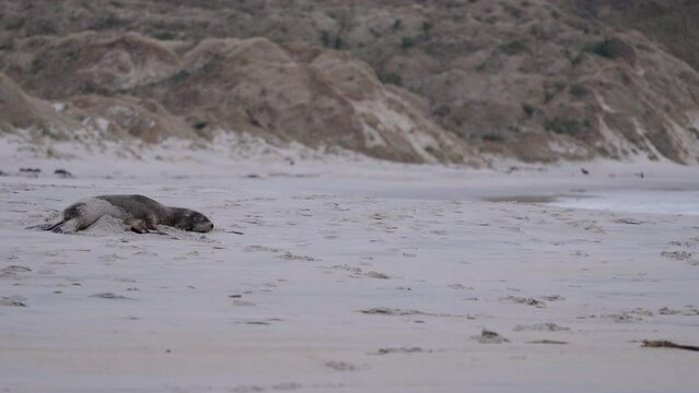 Lazy New Zealand Sea Lion Lying On The Sandy Shore Of Sandfly Bay, Dunedin, New Zealand. Static Shot