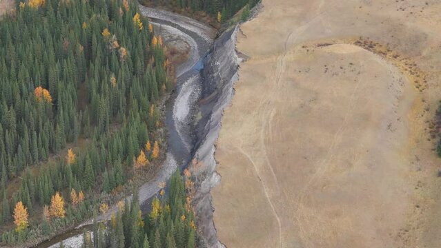 The Bighorn River flow next to a forest of fir trees and a few yellowing aspen trees on either side of it as seen from a aerial drone in the Ya Ha Tinda Ranch area in Alberta Canada.
