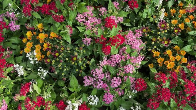 Field of blooming colourful Pentas lanceolata flowers (commonly known as Egyptian star cluster). Flat-lay travelling shot.