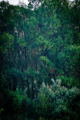 A Tranquil Morning View of a Field with Tall Grass and Flowers and a Thin Coniferous Tree against a Pink and Orange Sky.