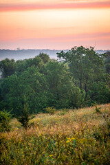 A Tranquil Morning View of a Field with Tall Grass and Flowers and a Thin Coniferous Tree against a Pink and Orange Sky.