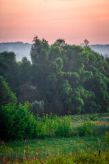 A Splendid Sunrise over a Serene Field of Wildflowers and a Lone Coniferous Tree. Fog over the forest . Green trees in forest . Summer landscape . Summer morning in the field 
