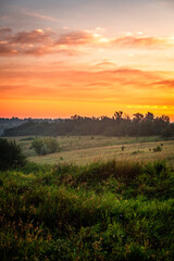 A Splendid Sunrise over a Serene Field of Wildflowers and a Lone Coniferous Tree. Fog over the forest . Green trees in forest . Summer landscape . Summer morning in the field 
