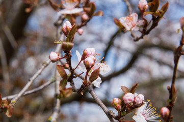 close-up: ornamental apple tree branches with five petaled flowers white with pink tinge
