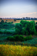 A Splendid Sunrise over a Serene Field of Wildflowers and a Lone Coniferous Tree. Fog over the forest . Green trees in forest . Summer landscape . Summer morning in the field 
