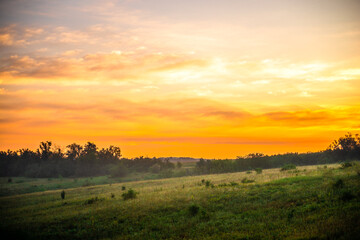 A Splendid Sunrise over a Serene Field of Wildflowers and a Lone Coniferous Tree. Fog over the forest . Green trees in forest . Summer landscape . Summer morning in the field 
