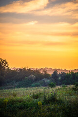 A Splendid Sunrise over a Serene Field of Wildflowers and a Lone Coniferous Tree. Fog over the forest . Green trees in forest . Summer landscape . Summer morning in the field 

