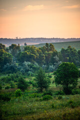 A Splendid Sunrise over a Serene Field of Wildflowers and a Lone Coniferous Tree. Fog over the forest . Green trees in forest . Summer landscape . Summer morning in the field 
