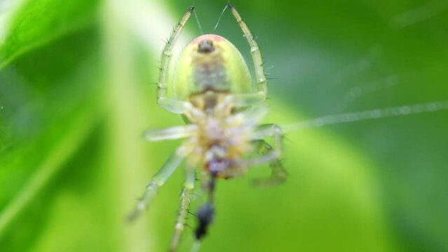 Cucumber Green Spider (Araniella cucurbitina) with Fly on a leaf