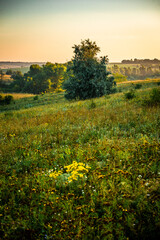 Fototapeta premium A Splendid Sunrise over a Serene Field of Wildflowers and a Lone Coniferous Tree. Fog over the forest . Green trees in forest . Summer landscape . Summer morning in the field 