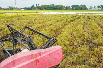 Automatic rice harvester machine is being used to harvest the fields and it is ripe and yellow in...