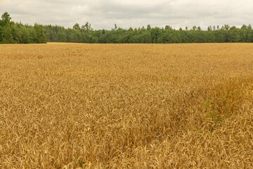 Ears of wheat or rye in the field in autumn