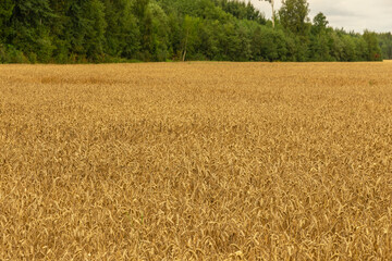 Ears of wheat or rye in the field in autumn