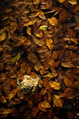 Autumn leaves in the Albanian Alps