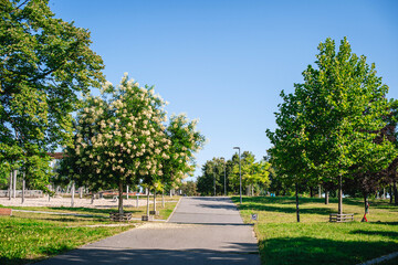 alley in the park and forest