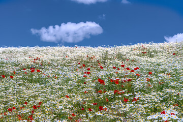 white field of chamomile flowers with red poppies  and blue sky 