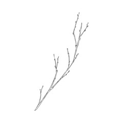 Bare tree branch in hand drawn sketch style, vector illustration isolated on white background.