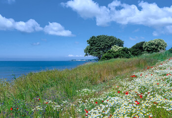 white field of chamomile flowers with red poppies in front of the ocean and blue sky 