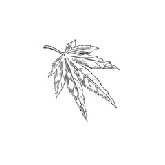 Maple leaf engraved hand drawn vector illustration, season one japanese maple leafage isolated, black contour foliage