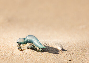 bluebottle on the sandy beach.