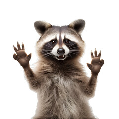 Funny raccoon gives a cool thumbs up on transparent background PNG. Funny animal concept.